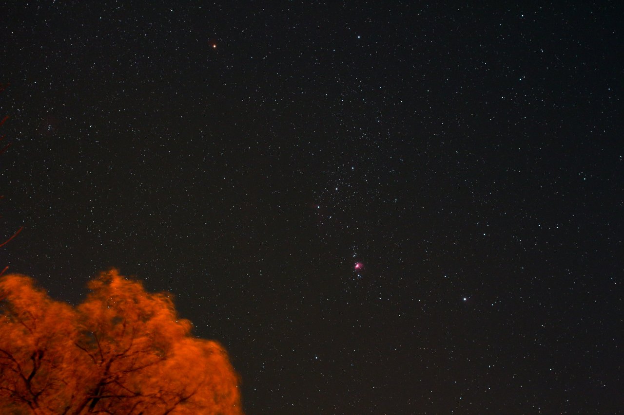 Orion Constellation Rising Over Trees